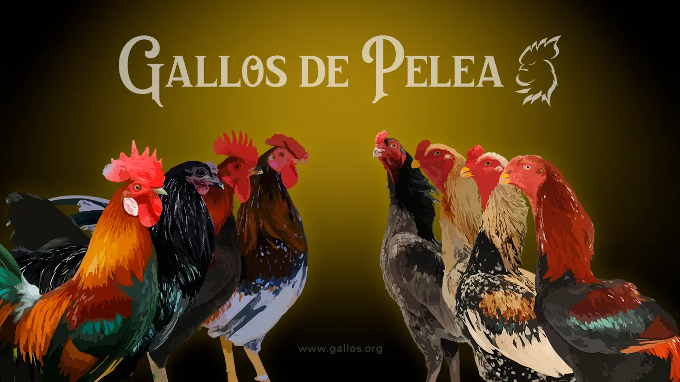Razas de gallos de Pelea