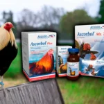 Ascorbol para gallos