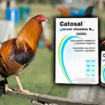Catosal para gallos