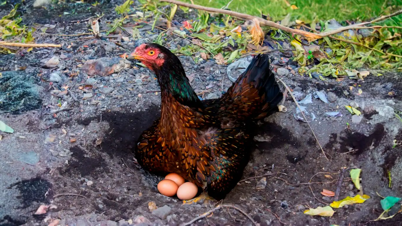 Gallina asil incubando huevos
