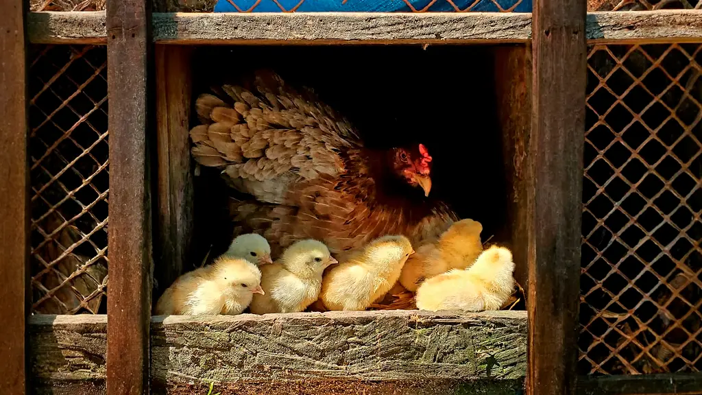 Gallina Sweater Possum con pollos