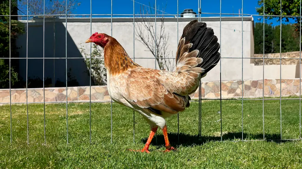 Gallina Sweater Pura