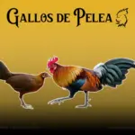 Gallos Bankivas