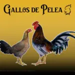 Gallos Combatientes Españoles