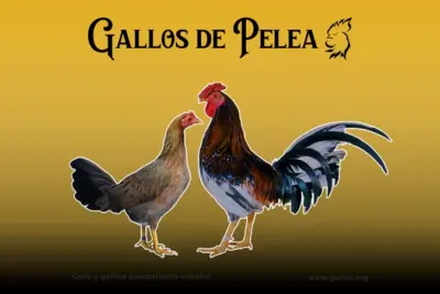 Gallos Combatientes Españoles
