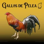 Gallo Sweater