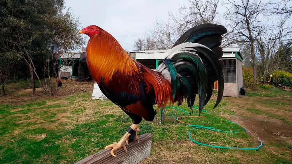Gallo Sweater 5000