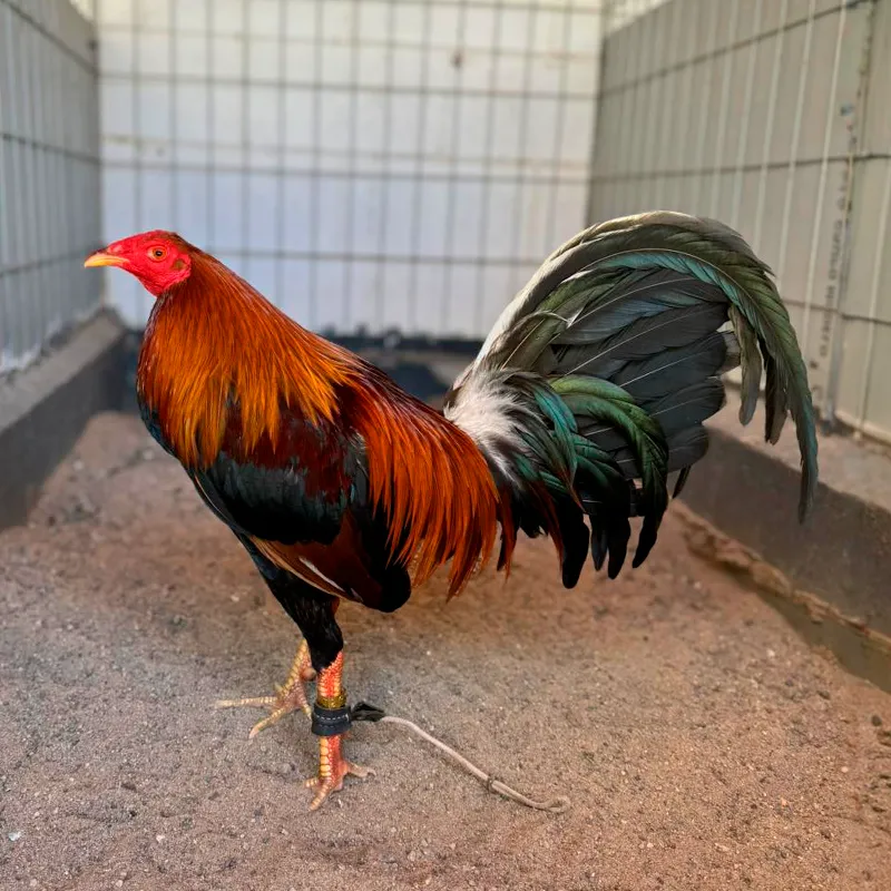 Gallo Sweater Albany