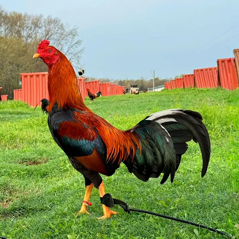 Gallo Sweater Asil