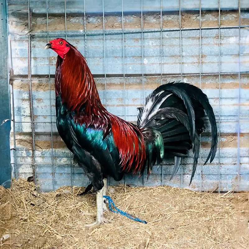Gallo Sweater Brown Red