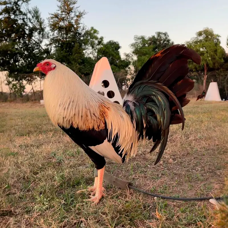 Gallo Sweater Clement