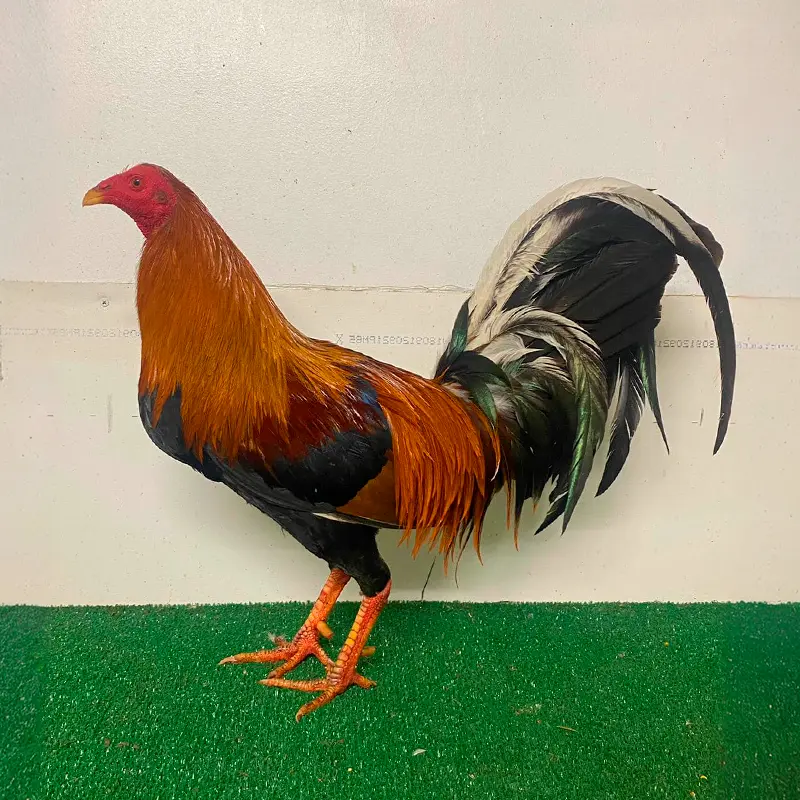 Gallo Sweater Cowan