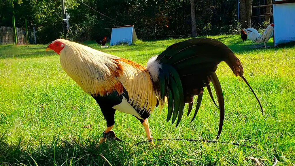 Gallo Sweater Giro