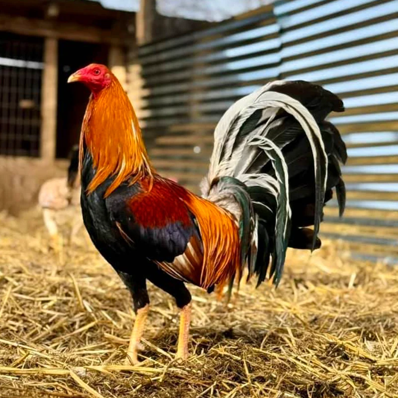 Gallo Sweater Hatch