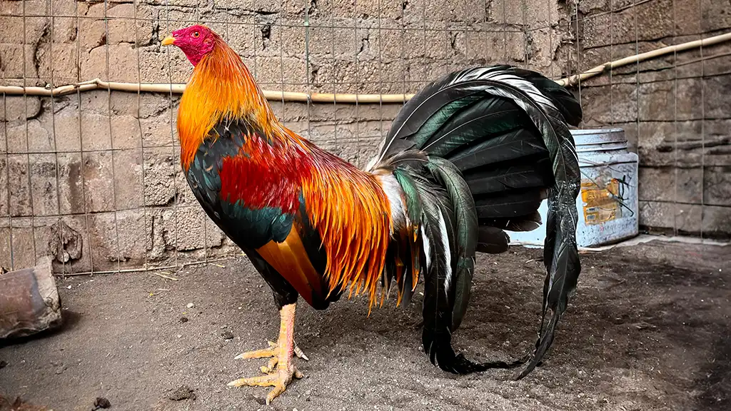 Gallo de pelea Sweater