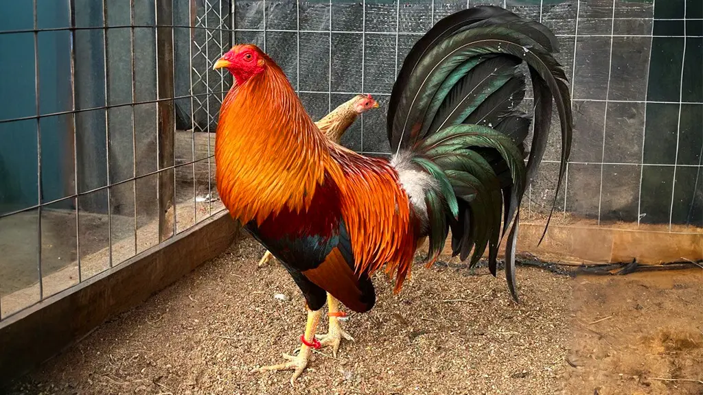 Gallo Sweater Possum de Blackwater Farm