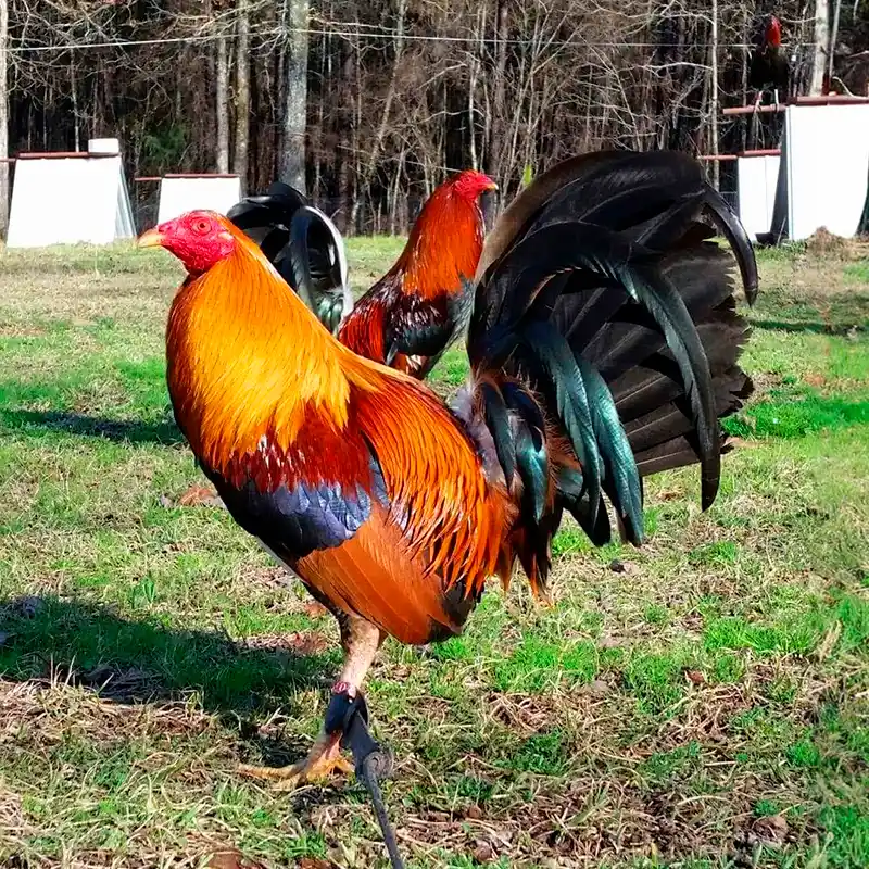 Gallo Sweater Radio