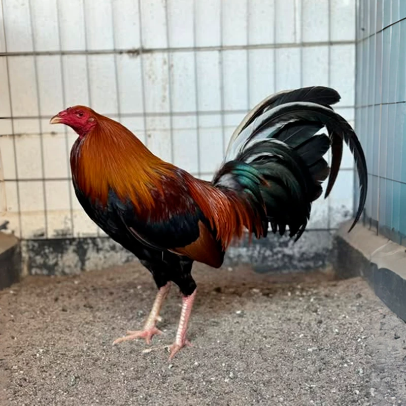 Gallo Sweater Round Head
