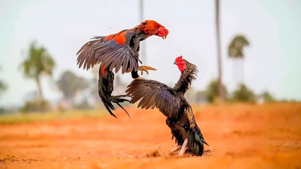 Gallos asil peleando