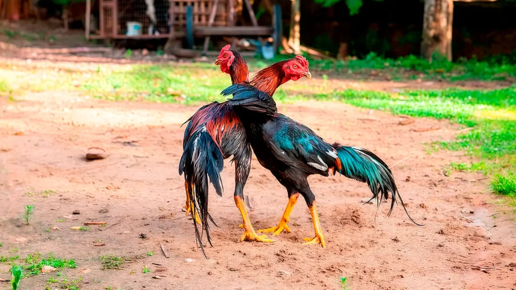 Gallos Shamo Peleando