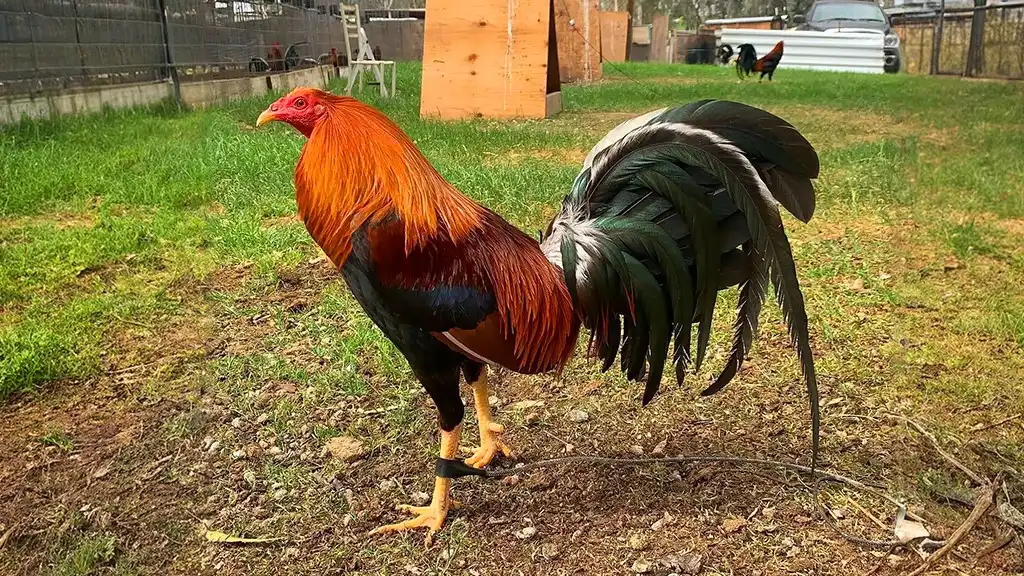 Gallos Sweater