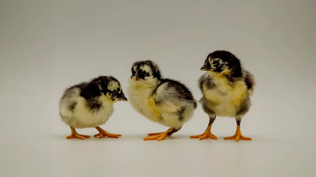 Pollos Sumatra Negro
